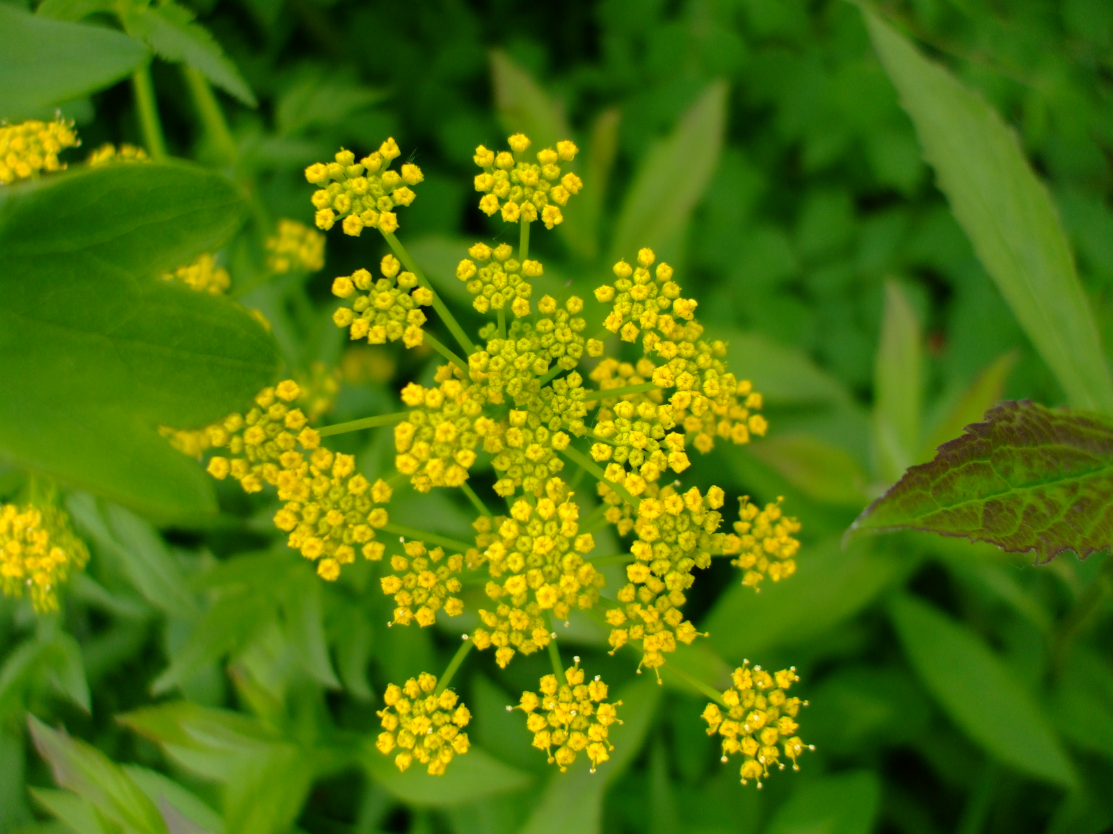 Zizia aurea